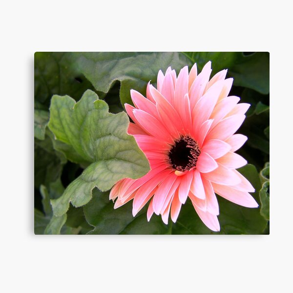Gerbera Canvas Print