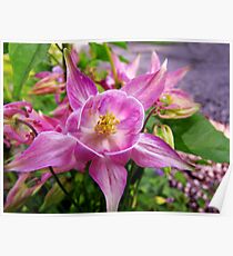Columbine Poster
