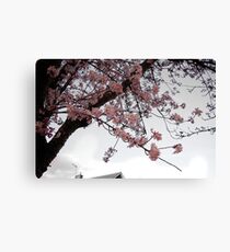 Blossoms Canvas Print