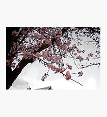 Blossoms Photographic Print