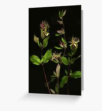 Pink Honeysuckle Greeting Card