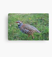 Red Legged Partridge Canvas Print