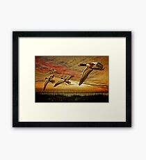 Shelduck Sunset Framed Print