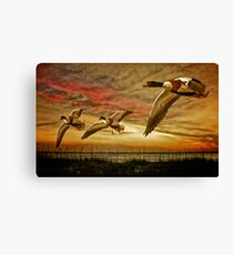 Shelduck Sunset Canvas Print