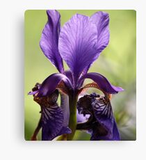 Beautiful Iris Canvas Print