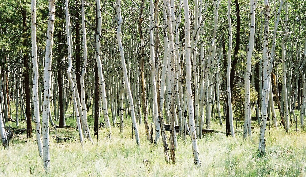 "White Birch Trees Flagstaff, AZ" by Jane Fitzgerald Hylton Redbubble