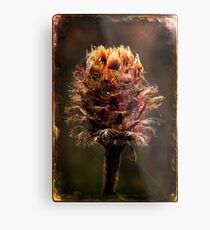 Desiccated Knapweed Metal Print