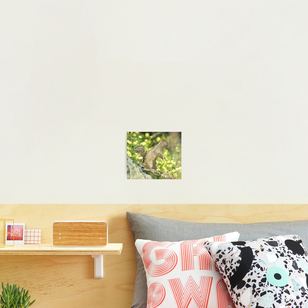 Squirrel portrait Photographic Print