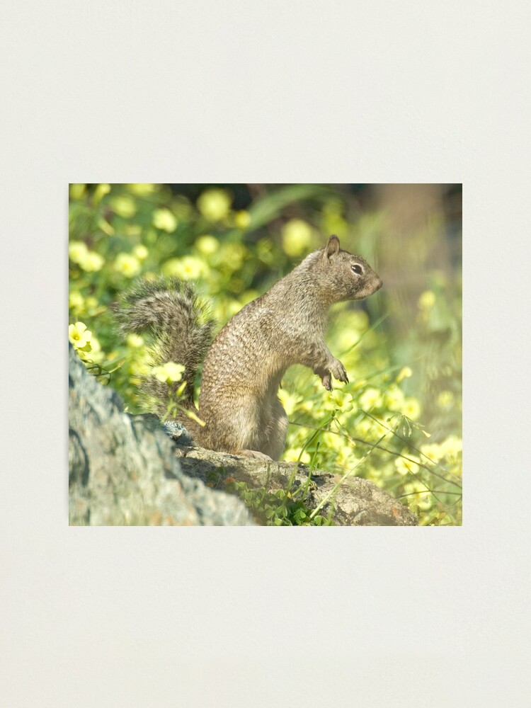 Alternate view of Squirrel portrait Photographic Print