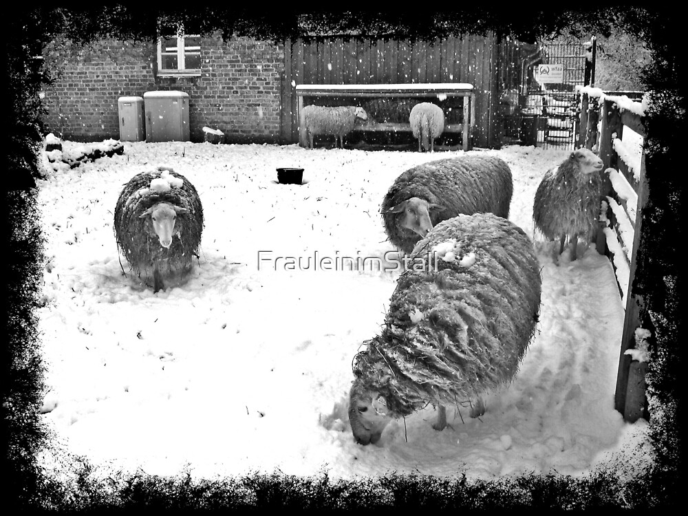 Sheep in winter by FrauleinimStall