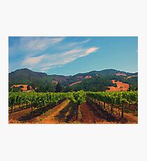 California Vineyard Photographic Print