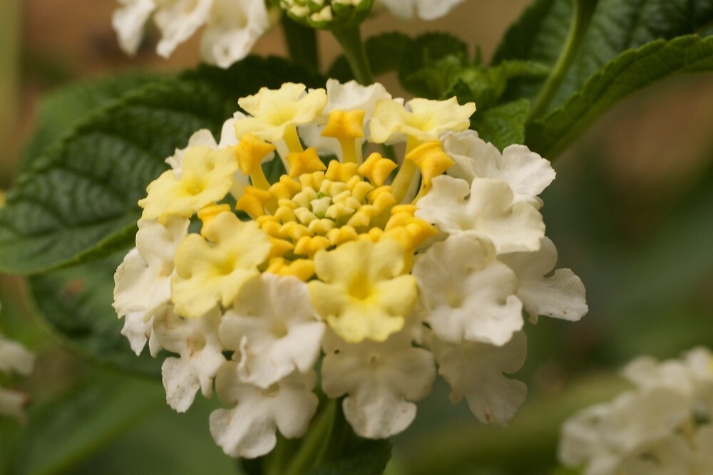 "Buttered Popcorn Lantana" by StarryGardens Redbubble
