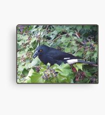 Pied Currawong. Canvas Print