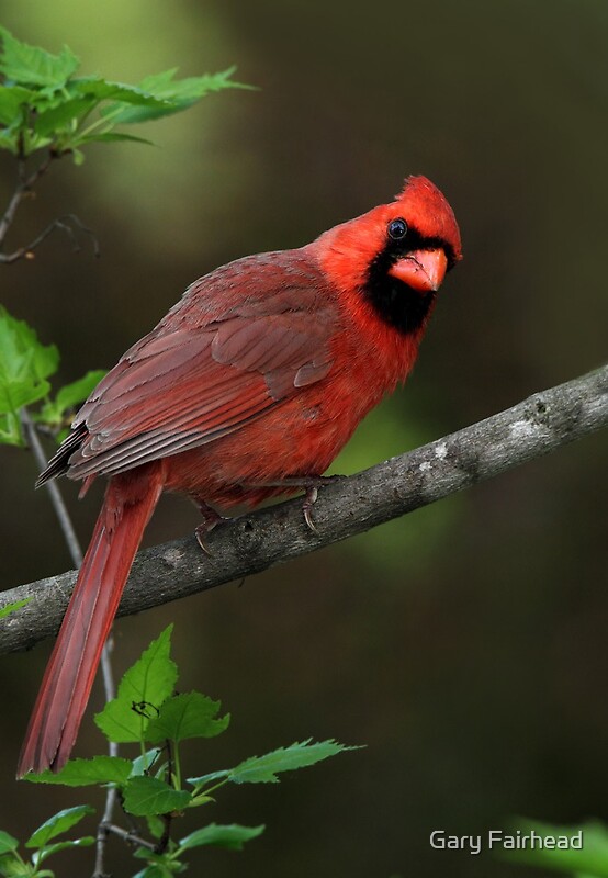 Cardinal Maple