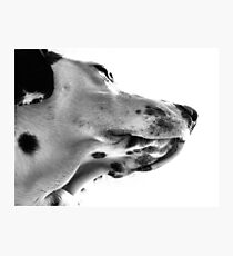 Dalmation Fotodruck