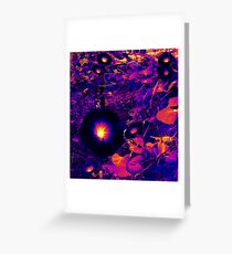 Morning Glories Greeting Card