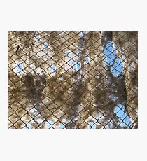 Ghost Net Photographic Print