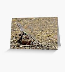 Arizona Zebra-tailed Lizard Greeting Card