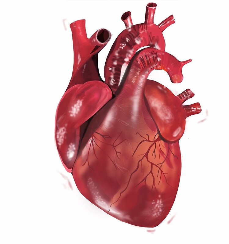 Большое сердце произведение. Статуэтка сердце Анатомическое. Сердце человеческое поделка.