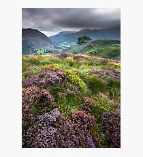 Snowdonia - Heather & Gorse above Beddgelert Photographic Print
