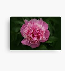 Pink Peony Canvas Print