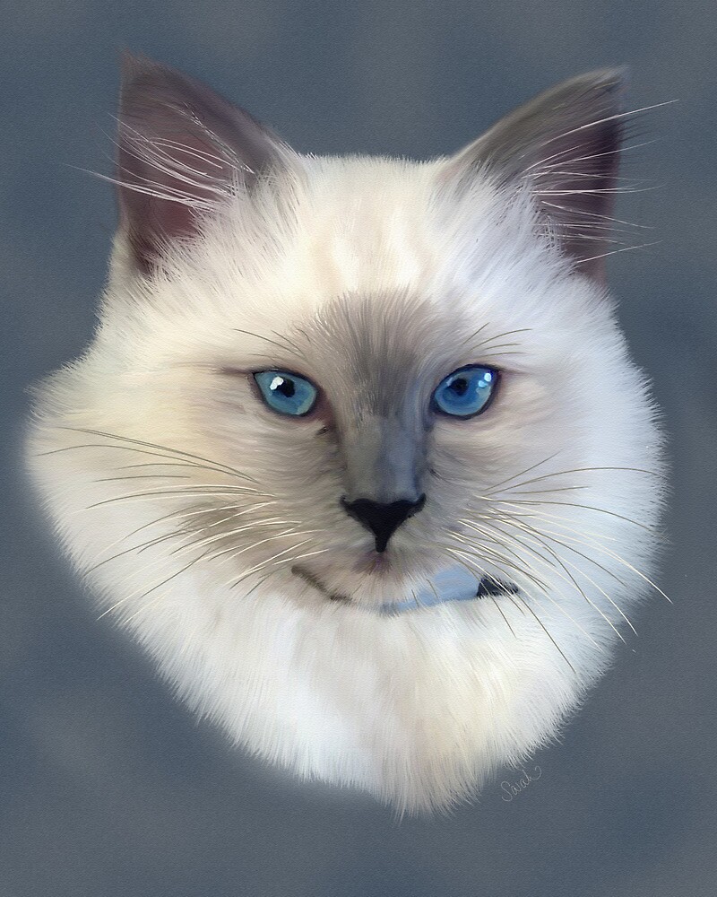 "Ragdoll Cat Painting" by Sarahbob | Redbubble