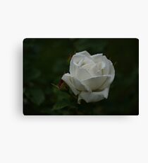 Evening Rose Canvas Print