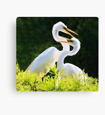 Great White Egret Mates Canvas Print