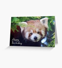 Red Panda Birthday Card Greeting Card