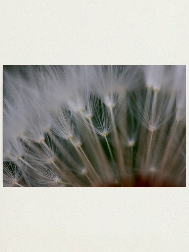 Alternate view of dandelion's secret 2 Photographic Print