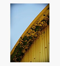 "Peel" Photographic Print