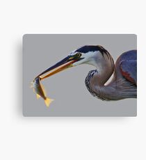 Great Catch Canvas Print