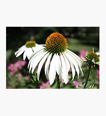 flower garden. Photographic Print