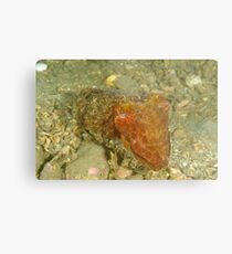 Juvenile Giant Cuttlefish - Sepia apama Metal Print