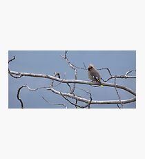 Bohemian Waxwing Photographic Print