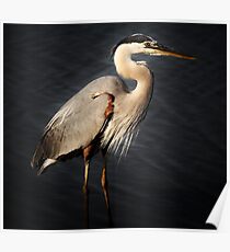 Great Blue Heron Poster
