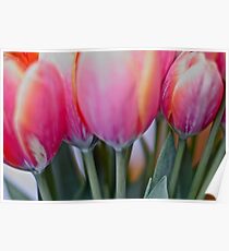 Red & pink tulips, by Brown Sugar. Views (579) Thank you very much ! Muchas gracias ! Большое спасибо ! Dziękuję ! Poster