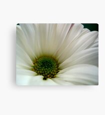 DAISY - Macro ^ Canvas Print