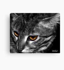 African Wildcat (Felis Silvestris Lybica) Canvas Print