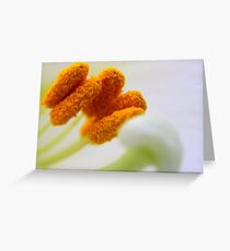 Lilium longiflorum Greeting Card
