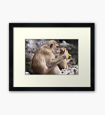 Monkey Island resident Framed Print