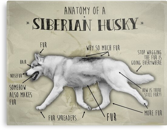 husky body shape