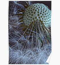 Dandy Macro Poster