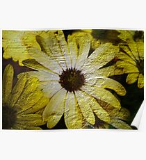 Ice Plant Poster