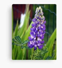 Lupin Canvas Print