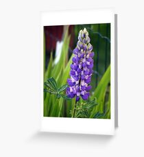 Lupin Greeting Card