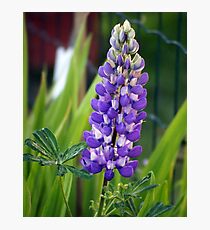 Lupin Photographic Print