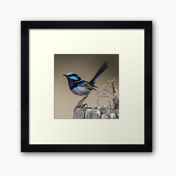 Superb Fairywren Framed Art Print