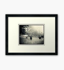 Three Cows Framed Print
