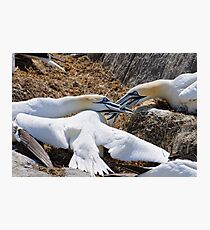 Territorial tussle, gannets fighting, Saltee Island, County Wexford, Ireland Photographic Print